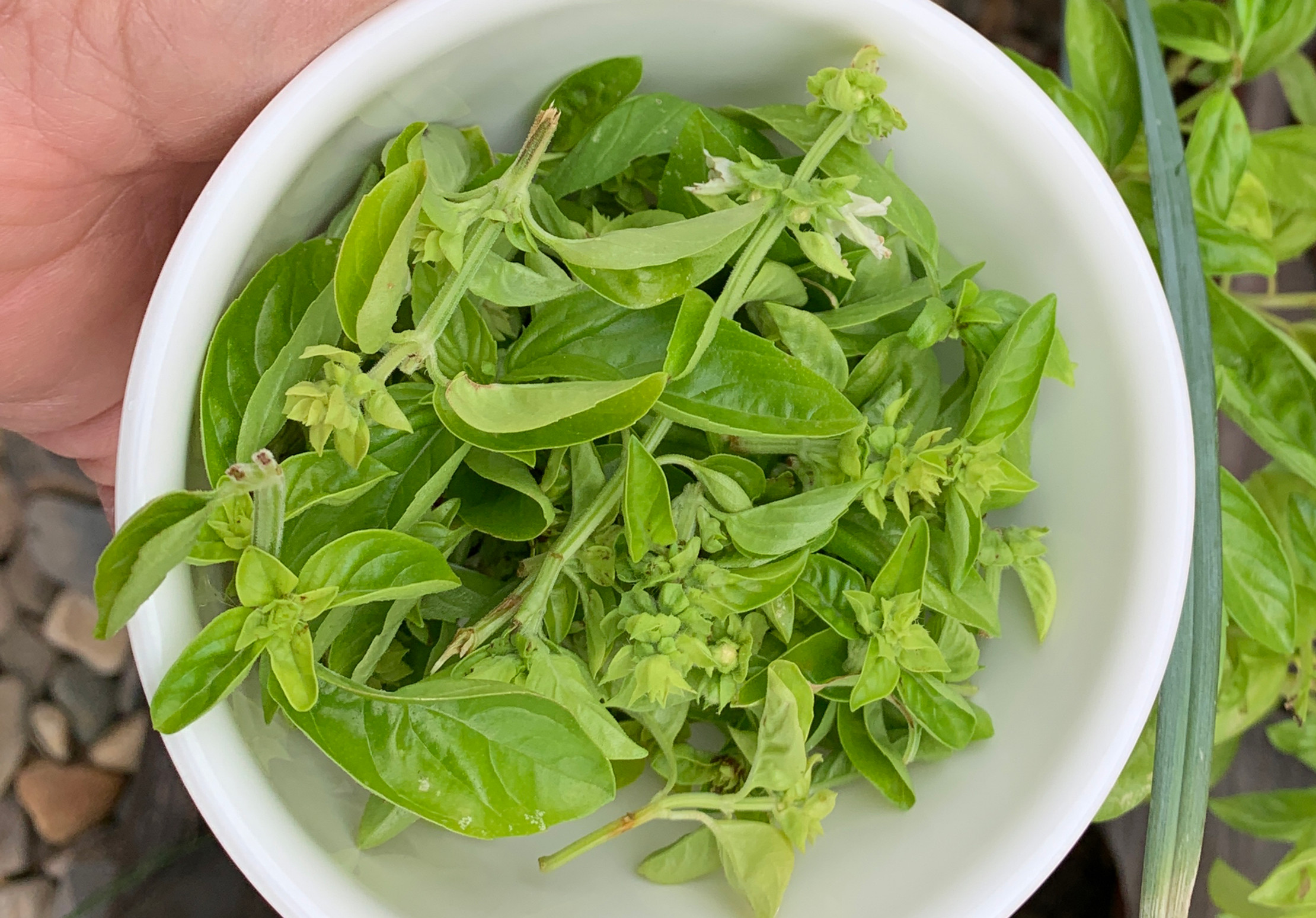 Basil Infused Olive Oil Recipe